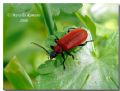 Pyrochroa serraticornis kiesenwetteri